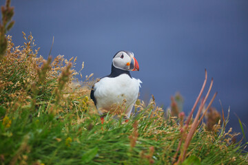 Atlantic Puffins birds or common puffins in nature background at Dirholaey in Iceland. Iceland and Norway most popular birds.