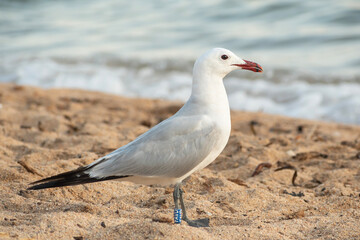 Obraz premium Goéland d'Audouin (Ichthyaetus audouinii) - Gabbianu corsu