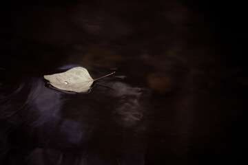 Single leaf floating on a dark pool