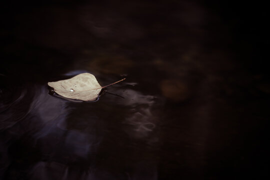 Single leaf floating on a dark pool
