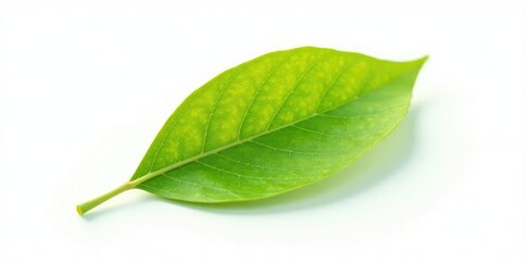 Obraz premium A single leaf isolated on white background with a subtle gradient, isolated, color, natural