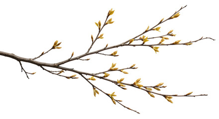 Isolated Tree Branch with New Buds