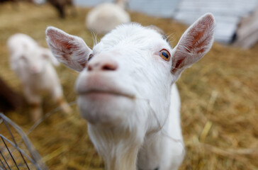 Obraz premium Portrait of a white goat on a farm