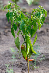 A small pepper plant with a few peppers on it