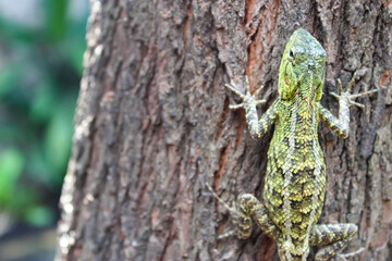 garden chameleon crawling on a tree trunk