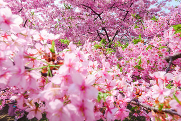 Cherry blossom sakura during spring in Japan