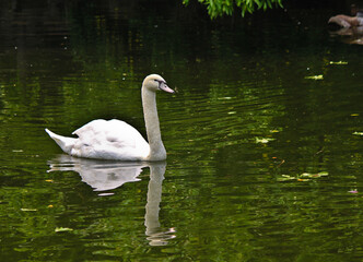 Obraz premium swans on the lake