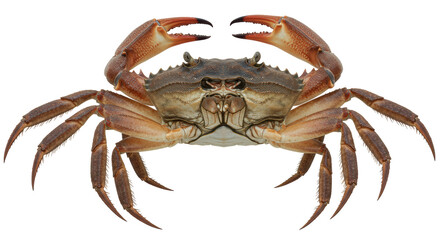 Isolated Front View of a Crab with Claws Raised