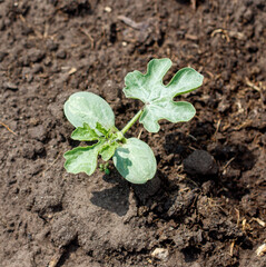 A small plant is growing in the dirt
