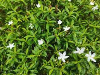 a lush green bush with narrow, glossy leaves and delicate