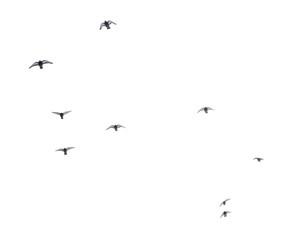 A flock of birds flying in the sky