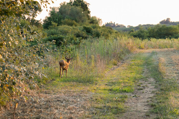 capriolo giovane, visto di spalle, mentre corre tra i campi erbosi in un ambiente di campagna, in estate, al tramonto