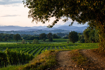 vista dettagliata di vari ambienti naturali nella regione Friuli Venezia Giulia, al tramonto, a fine estate, nell'Italia nord-orientale, che si estendono dalla campagna, verso le colline e le montagne
