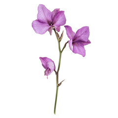 A Wild Purple Orchid with Slender Petals Isolated on Transparent Background