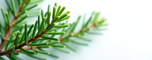 Naklejka premium Single cedar branch with needle on white background, cedar, evergreen