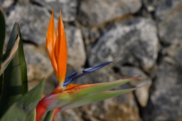 Vibrant bird of paradise flower standing out against rocky backdrop in bright afternoon light