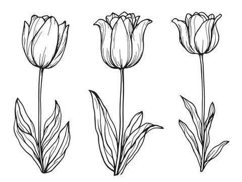 Tulip line art illustrating vibrant beauty in intricate linework form 