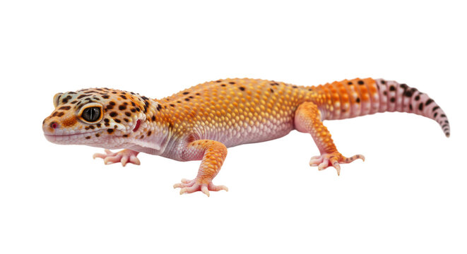 Isolated Leopard Gecko Walking - Powered by Adobe