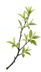 A branch with delicate leaves and stems on a white background, tree branch, nature