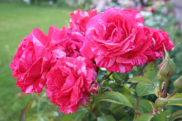 Pink roses in the garden. Beautiful blooming rose