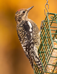 A full frame shot of an immature Yellow-bellied Sapsucker perched on a suet bird feeding block