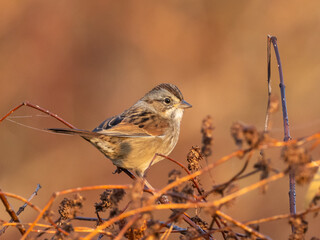 A Swamp Sparrow sitting atop dead vegetation with fall colors in the background