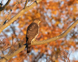 An alert immature Cooper's Hawk sitting out in sunshine with fall leaves in the background