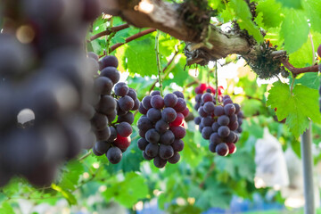 A Vineyard with Grapes Before Harvesting
