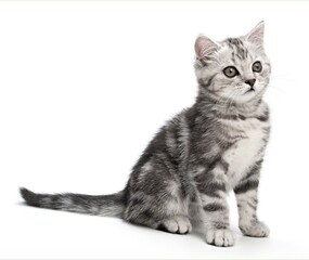 Beautiful tabby gray kitten, sitting isolated on white background. Striped British shorthair small baby cat sitting posing side view, looks to right of camera. Cute portrait animal Pet Studio shot