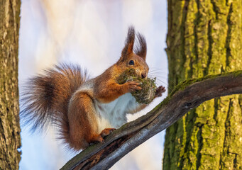 -fluffy little animal red squirrel sits on tree trunk with moss in paws and teeth for nest arrangement in spring in forest
