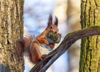 furry little animal red squirrel sits on tree trunk with moss in teeth to arrange nest in spring in forest © nataba