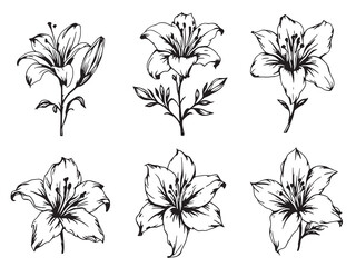 Tiger Lily line art blooming with intricate patterns and beauty