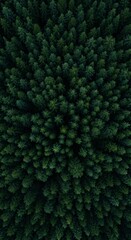 Aerial View of Dense Evergreen Forest Canopy Natural Environment Photography