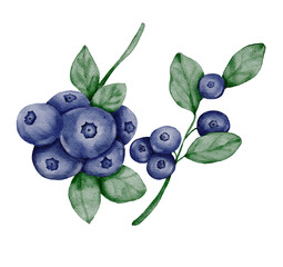 watercolor illustration of ripe blueberries. Hand-painted with soft purple and blue hues, this artwork captures the freshness and sweetness of the forest berry. 