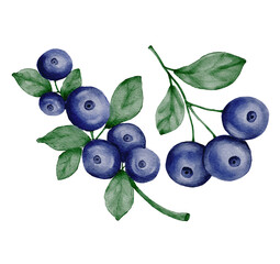  watercolor illustration of ripe blueberries. Hand-painted with soft purple and blue hues, this artwork captures the freshness and sweetness of the forest berry. Ideal for design projects related to f