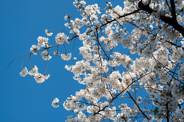 Cherry Blossoms Sakura Flower in Full Bloom