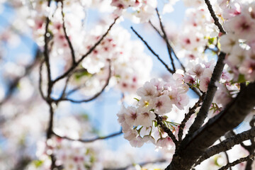 Cherry blossom Sakura tree details