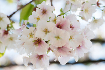 Cherry blossom Sakura tree details