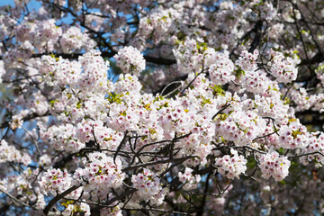 Cherry blossom Sakura tree details
