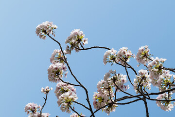 Cherry blossom Sakura tree details