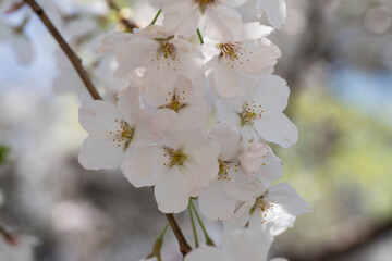 Cherry blossom Sakura tree details