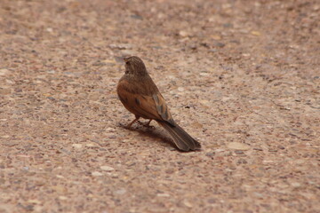 A close-up shot of a house bunting on the ground