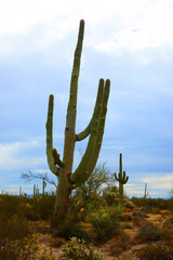 Old Saguaro Cactus Sonora desert Arizona