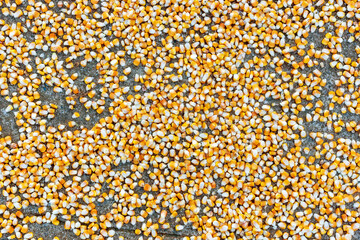 Scattered yellow corn grain on the ground