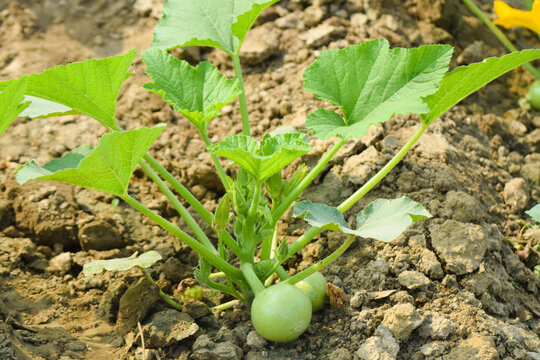 Fresh Round gourd vegetable Pakistani Kaddo sabzi Ghiya Kado pakistani, tinde ki sabji tandy vegetable، "Indian round gourd, Tinda pile displayed in order on vendor's. Praecitrullus fistulosus pile