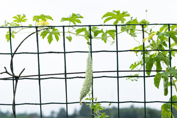 Round the net of bitter melon vegetables