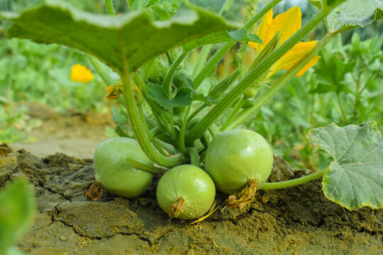 Fresh Round gourd vegetable Pakistani Kaddo sabzi Ghiya Kado pakistani, tinde ki sabji tandy vegetable، "Indian round gourd, Tinda pile displayed in order on vendor's. Praecitrullus fistulosus pile