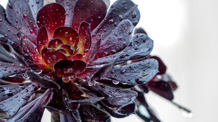 Wallpaper, natural leaves with raindrops