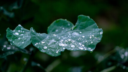 Green leaves with water drops in the morning