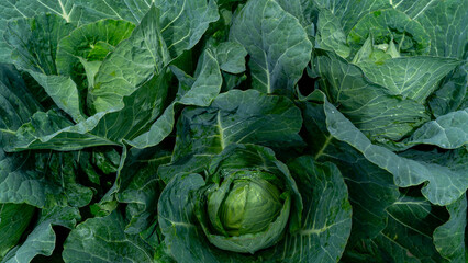 Cabbage leaves, legumes for cooking